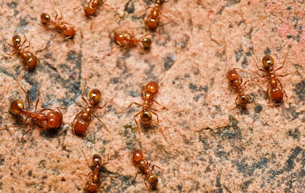 Fire Ants in Phoenix