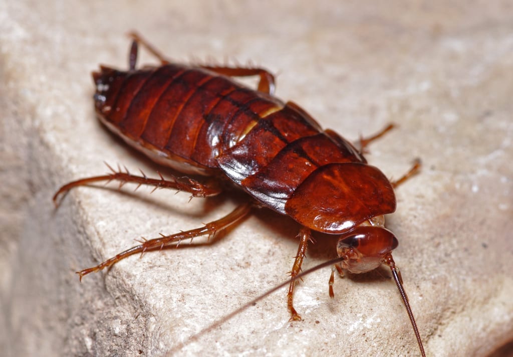 Oriental Cockroach in Phoenix