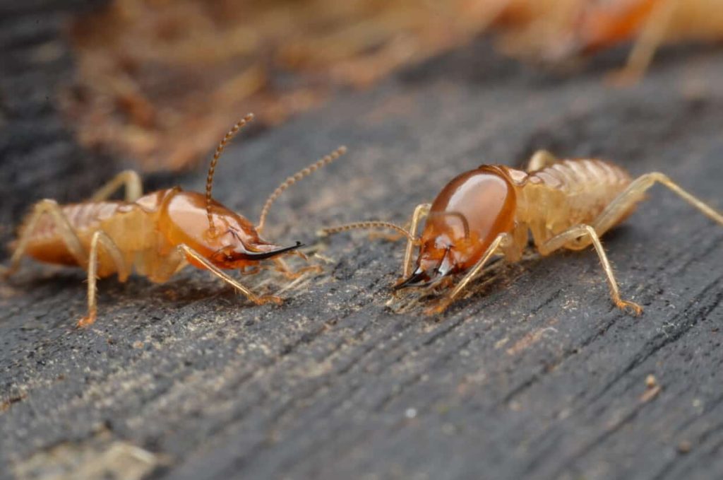 Termite Treatment