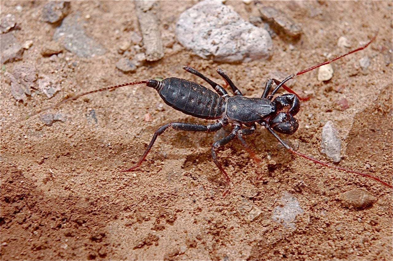 Vinegaroons Bug Guardian Pest Prevention