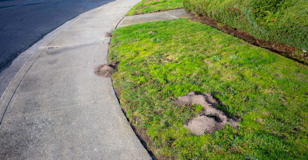 Gopher Holes in Arizona