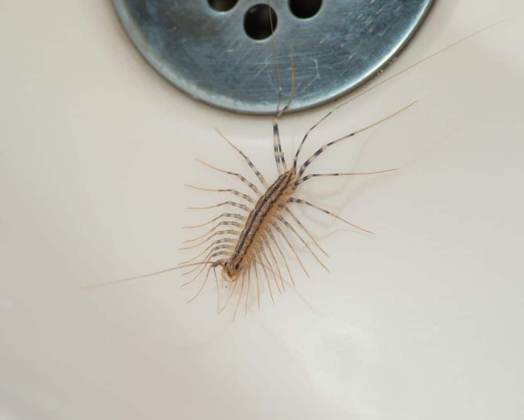 House Centipede