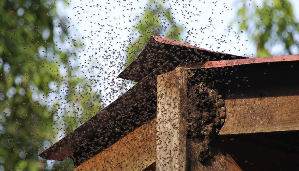 Arizona Bee Colony