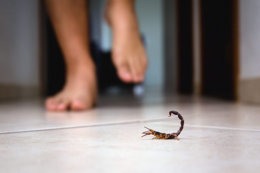 Scorpion Home Defense