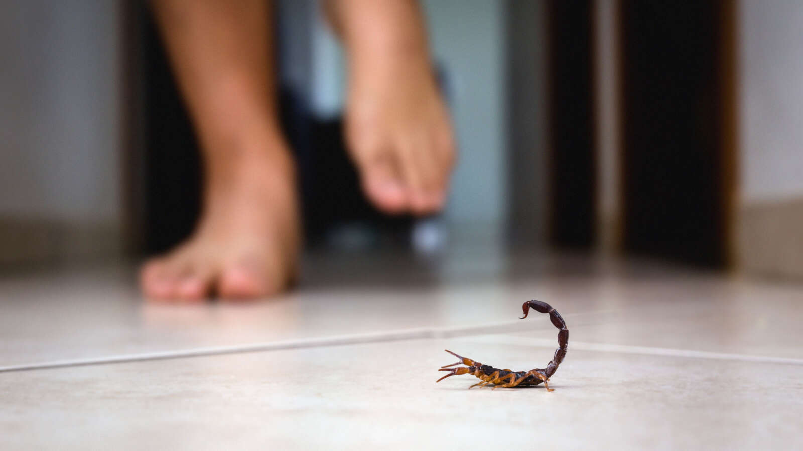 Scorpion Home Defense