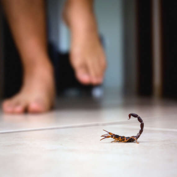 Scorpion Home Defense